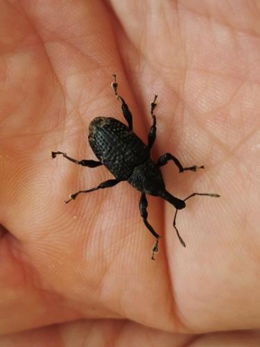 Aclees taiwanensis